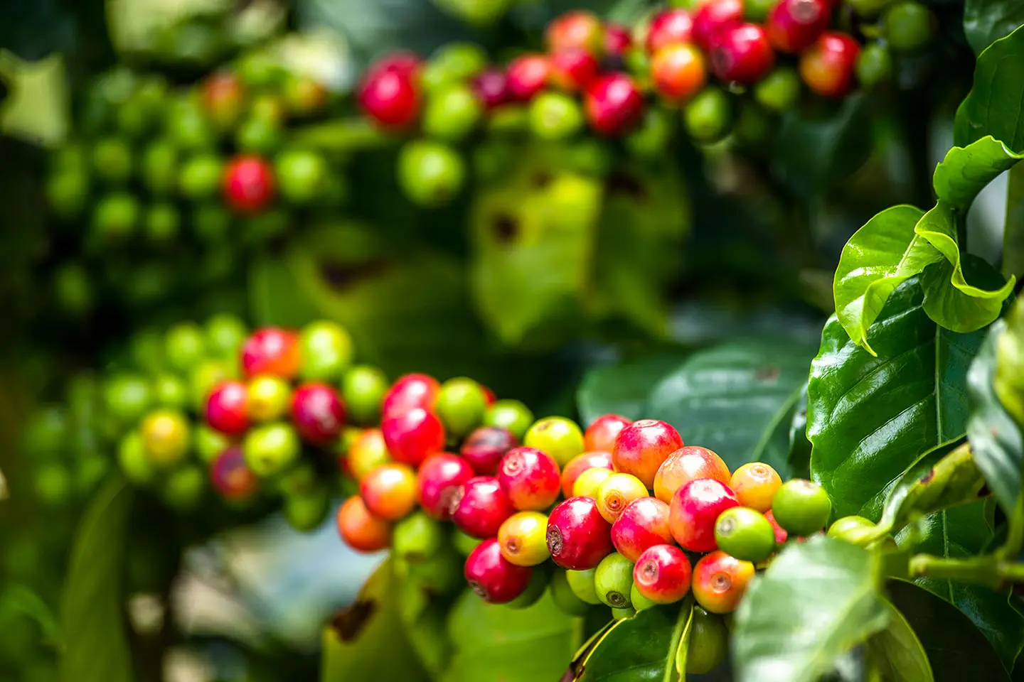 Visitar Fincas Cafeteras